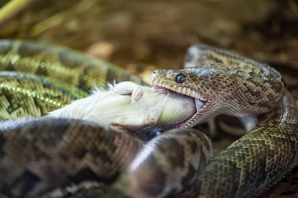 Snake eating a white mouse